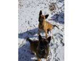 Belgian Malinois Puppy for sale in Tunas, MO, USA