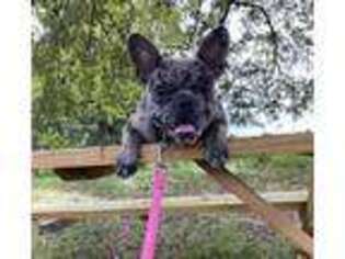 French Bulldog Puppy for sale in Live Oak, FL, USA