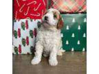 Mutt Puppy for sale in Amboy, IL, USA