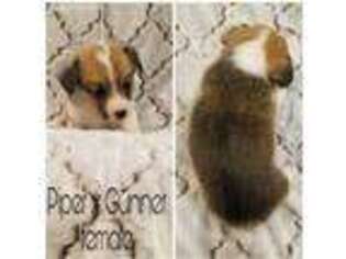 Pembroke Welsh Corgi Puppy for sale in Tenino, WA, USA