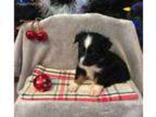 Miniature Australian Shepherd Puppy for sale in Lexington, NE, USA