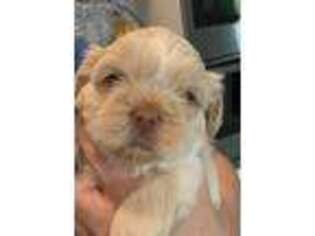 Mutt Puppy for sale in Winchester, CA, USA