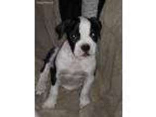 American Bulldog Puppy for sale in Akron, OH, USA