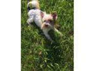 Biewer Terrier Puppy for sale in Hickory Corners, MI, USA