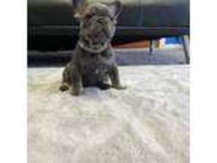 French Bulldog Puppy for sale in Cleveland, OH, USA