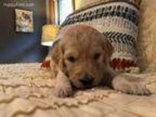 Goldendoodle Puppy for sale in Janesville, WI, USA