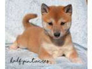 Shiba Inu Puppy for sale in Tahlequah, OK, USA