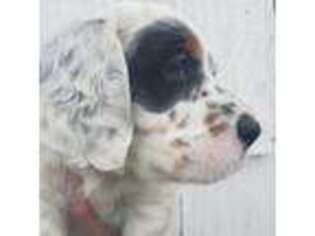 English Setter Puppy for sale in Morrice, MI, USA