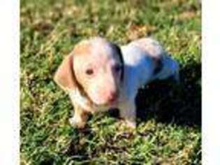 Dachshund Puppy for sale in Avery, TX, USA