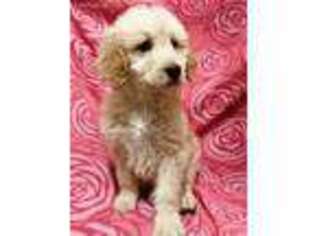 Goldendoodle Puppy for sale in Hartville, MO, USA