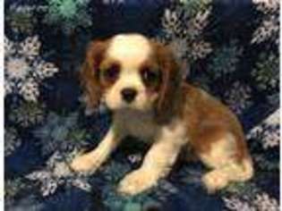 Cavalier King Charles Spaniel Puppy for sale in Friendsville, TN, USA