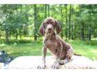 German Shorthaired Pointer Puppy for sale in Saddle River, NJ, USA