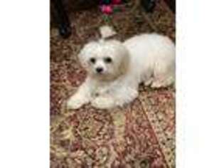 Maltese Puppy for sale in Glen Head, NY, USA
