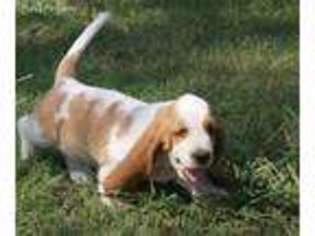 Basset Hound Puppy for sale in Skiatook, OK, USA