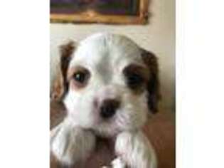 Cavalier King Charles Spaniel Puppy for sale in Laramie, WY, USA