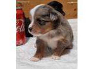 Miniature Australian Shepherd Puppy for sale in Hodgenville, KY, USA