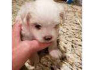 Maltese Puppy for sale in Pleasanton, TX, USA