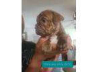 Olde English Bulldogge Puppy for sale in Jessup, PA, USA