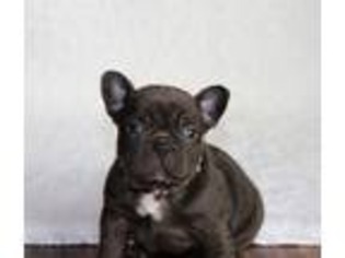 French Bulldog Puppy for sale in Saint George, UT, USA