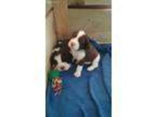 English Springer Spaniel Puppy for sale in Dowling, MI, USA