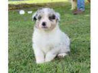 Australian Shepherd Puppy for sale in Mantachie, MS, USA
