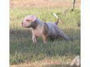 American Bulldog Puppy for sale in NAVASOTA, TX, USA