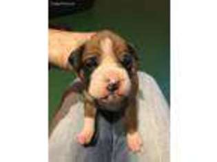 Boxer Puppy for sale in Red House, WV, USA