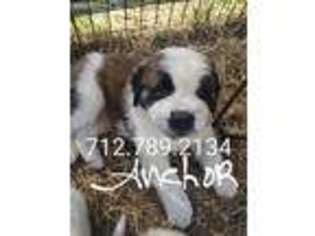 Saint Bernard Puppy for sale in Stanton, IA, USA