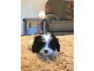 Cavapoo Puppy for sale in Hardy, AR, USA