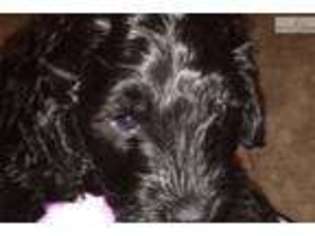 Labradoodle Puppy for sale in Wilmington, NC, USA