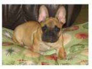 French Bulldog Puppy for sale in SABETHA, KS, USA
