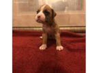 Boxer Puppy for sale in Moreno Valley, CA, USA