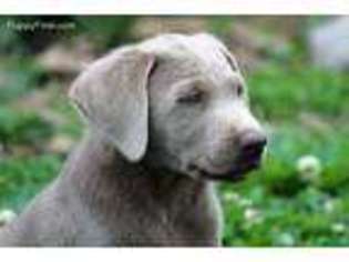 Labrador Retriever Puppy for sale in Smiths Grove, KY, USA