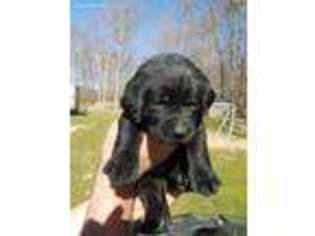 Labrador Retriever Puppy for sale in Fayetteville, OH, USA