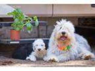 Old English Sheepdog Puppy for sale in Berkeley, CA, USA