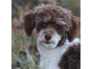 Mutt Puppy for sale in Sedalia, MO, USA