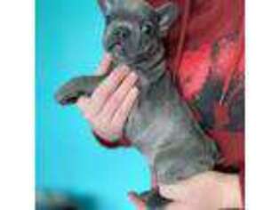 French Bulldog Puppy for sale in Odessa, MO, USA