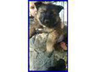 German Shepherd Dog Puppy for sale in Pryor, OK, USA
