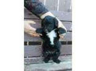 Goldendoodle Puppy for sale in Haviland, KS, USA