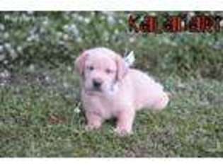 Labrador Retriever Puppy for sale in Beulaville, NC, USA