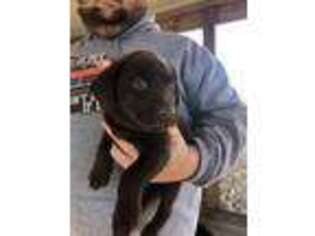 Labrador Retriever Puppy for sale in Vinita, OK, USA