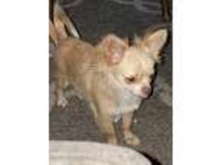 Chihuahua Puppy for sale in Fairfield, CA, USA