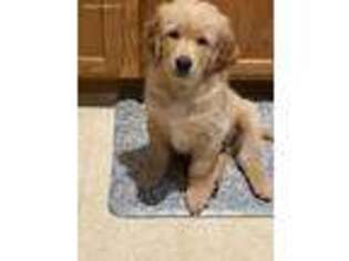 Golden Retriever Puppy for sale in Avondale, AZ, USA