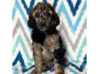 Mutt Puppy for sale in Poteau, OK, USA