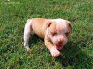 American Bulldog Puppy for sale in Collinsville, IL, USA