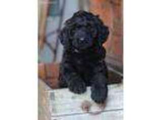 Goldendoodle Puppy for sale in Wahoo, NE, USA