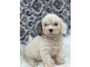 Cavapoo Puppy for sale in Quapaw, OK, USA