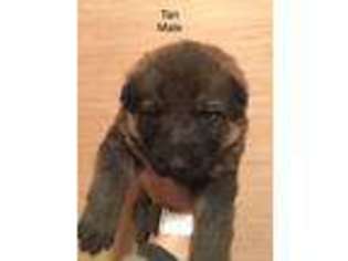 German Shepherd Dog Puppy for sale in Moncks Corner, SC, USA