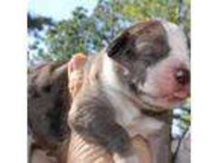 Alapaha Blue Blood Bulldog Puppy for sale in Marble Falls, AR, USA