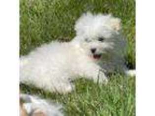 Maltese Puppy for sale in Stafford Springs, CT, USA